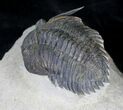 Rare Minicryphaeus Giganteus Trilobite - #20744-4
